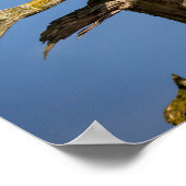 バルトイーグル、南ガルフ諸島、紀元前 ポスター (角)