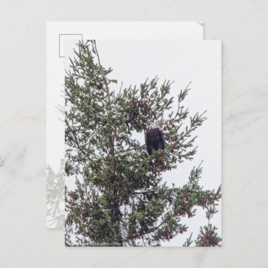 バルトイーグルP2825 ポストカード (正面/裏面)