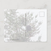 バルトイーグルP2825 ポストカード (裏面)