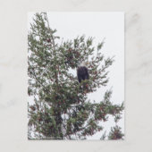 バルトイーグルP2825 ポストカード (正面)