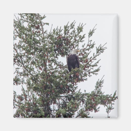 バルトイーグルP2825 マグネット (正面)