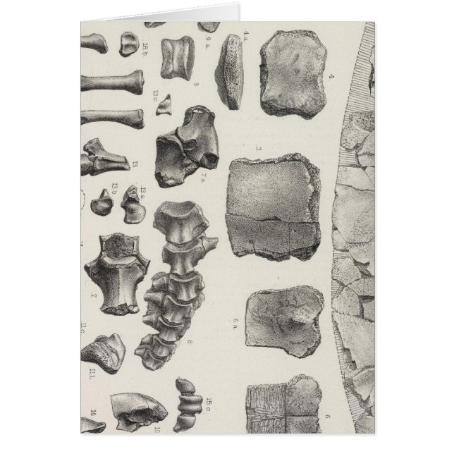 バルトゥールLXVIIテシュトゥド (正面)