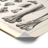 バルトゥールLXVIIテシュトゥド ポスター (角)