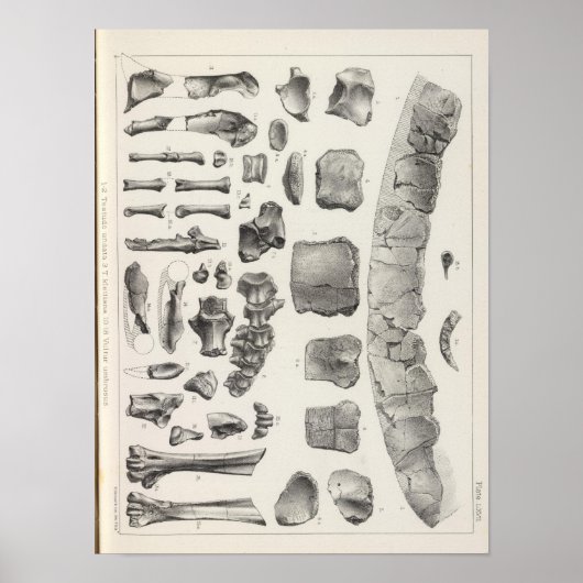 バルトゥールLXVIIテシュトゥド ポスター (正面)