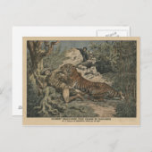 バルトエレミ侯爵が虎に負傷した ポストカード (正面/裏面)