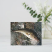 バルト海タラ。 ポストカード (スタンド正面)