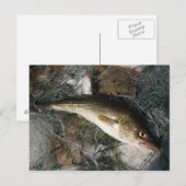 バルト海タラ。 ポストカード (正面/裏面)