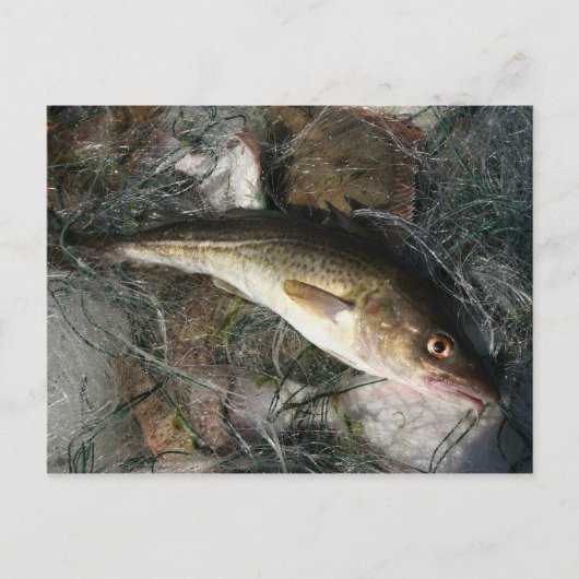 バルト海タラ。 ポストカード (正面)