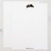 バルドイーグルクールワイルドライフコレクション レターヘッド (正面/裏面)