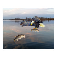 バルドイーグルベース魚釣り