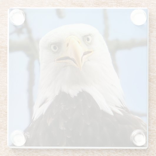 バルドイーグル顔おもしろいファインアート写真 ガラスコースター (裏面)