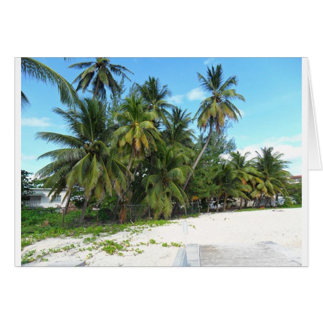 バルバドス2010 279 (正面横)