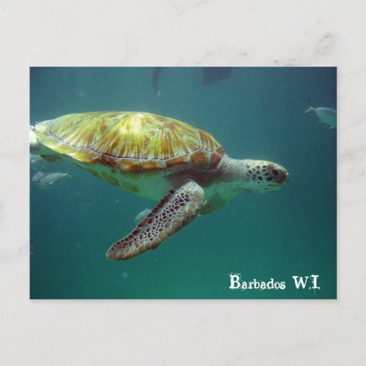 バルバドスW.I. ポストカード (正面)