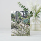 バルボアパークのカクタスガーデン ポストカード (スタンド正面)