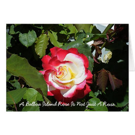 バルボア島のバラはユニークです