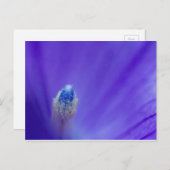 バルーン花 ポストカード (正面/裏面)