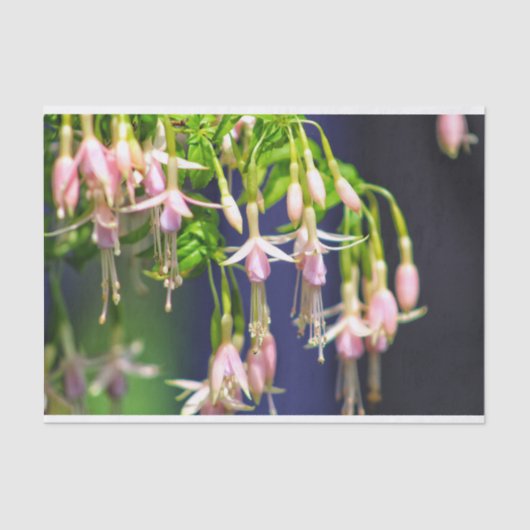 バレリーナの花 薄葉紙 (正面)