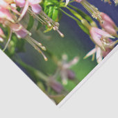 バレリーナの花 薄葉紙 (詳細)