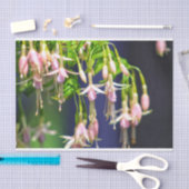 バレリーナの花 薄葉紙 (クラフト)