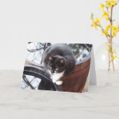 バレルのメッセージカードの反射タキシード猫 カード (黄色い花)