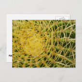 バレルサボテンのクローズアップ抽象芸術自然撮影 ポストカード (正面/裏面)