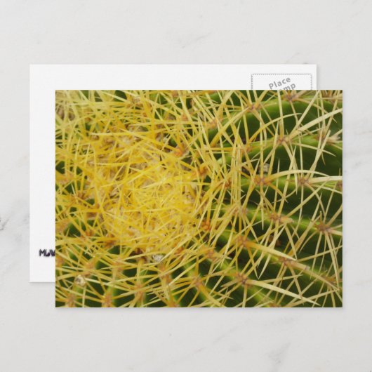 バレルサボテンのクローズアップ抽象芸術自然撮影 ポストカード (正面/裏面)