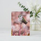 バレルサボテン ポストカード (スタンド正面)