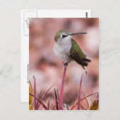 バレルサボテン ポストカード (正面/裏面)