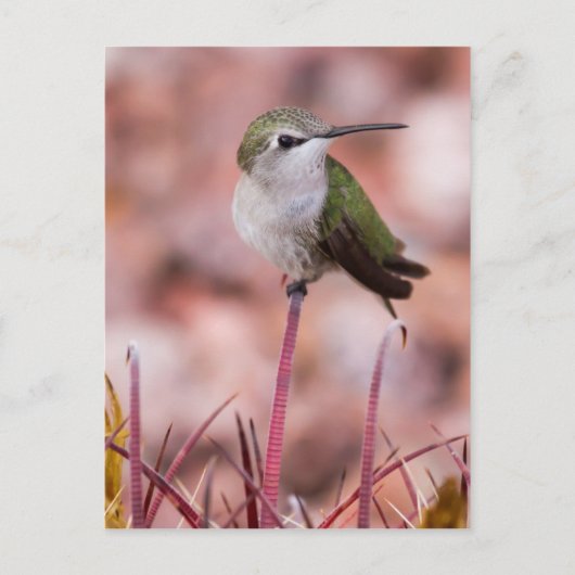 バレルサボテン ポストカード (正面)