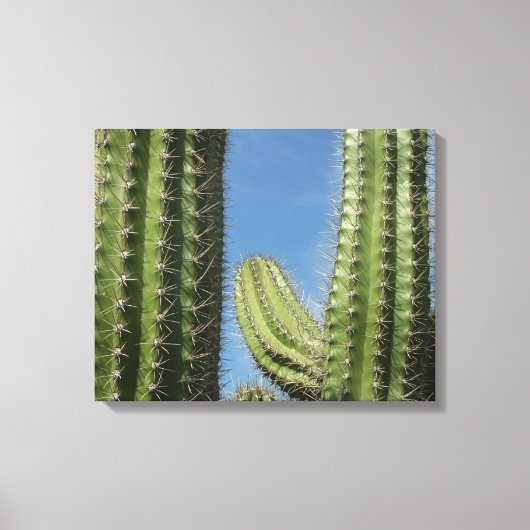 バレルサボテンI砂漠の写真 キャンバスプリント (正面)