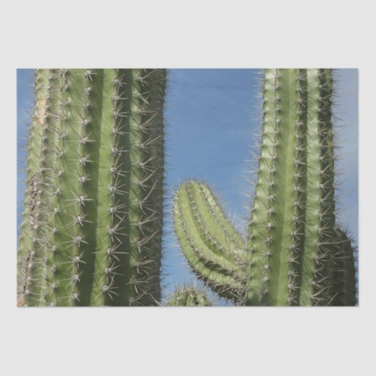 バレルサボテンI砂漠の写真 薄葉紙 (正面)