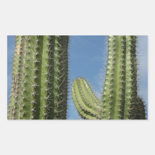 バレルサボテンI砂漠の写真 長方形シール (正面)