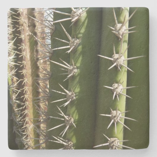 バレルサボテンII砂漠自然写真 ストーンコースター (正面)