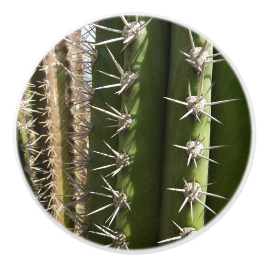 バレルサボテンII砂漠自然写真 セラミックノブ (正面)