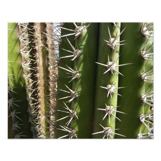 バレルサボテンII砂漠自然写真 フォトプリント (正面)