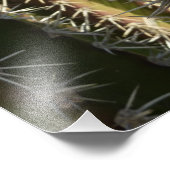 バレルサボテンII砂漠自然写真 フォトプリント (角)