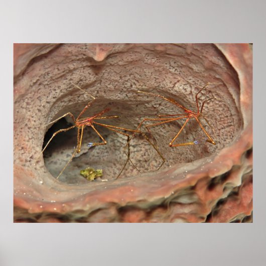 バレルスポンジの矢印カニ ポスター (正面)