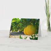 バレンシアオレンジグローブポートレート カード (正面)