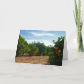 バレンシアオレンジグローブ カード (正面)