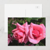 バレンタインにぴったりな濃いピンクのバラの花2輪。愛 ポストカード (正面/裏面)