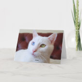 バレンタインターキッシュアンゴラキャットオッドアイカード シーズンカード (裏面)