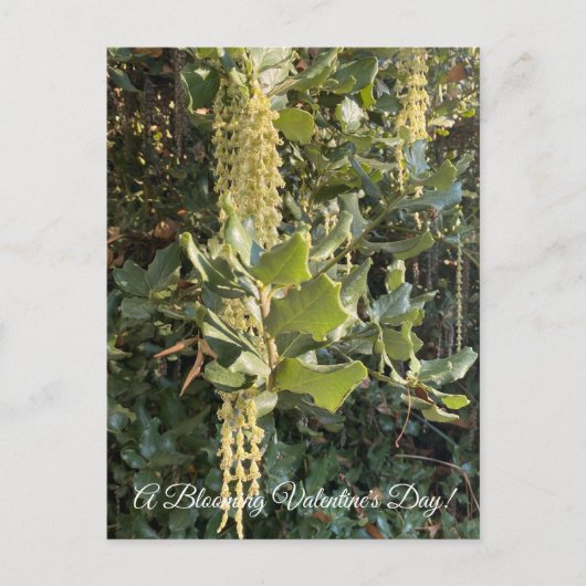 バレンタインデーの花が咲く! ポストカード (正面)