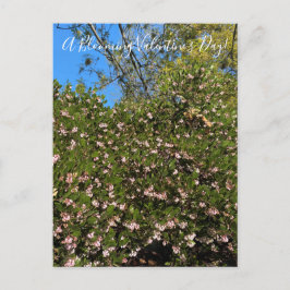 バレンタインデーの花が咲く！ポストカード ポストカード