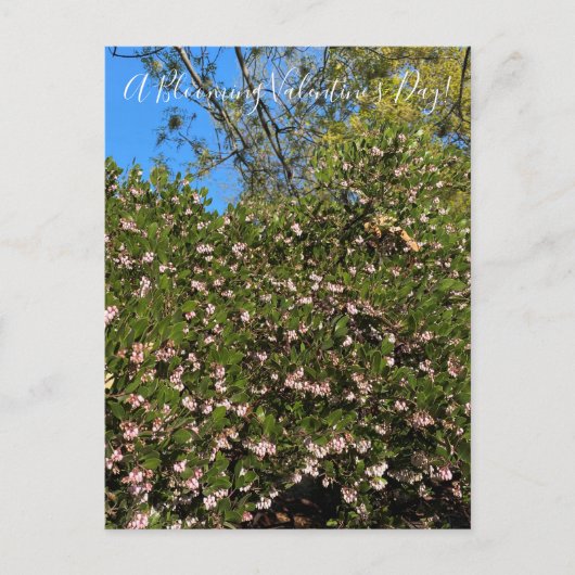 バレンタインデーの花が咲く！ポストカード ポストカード (正面)