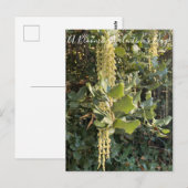 バレンタインデーの花が咲く!ポストカード ポストカード (正面/裏面)