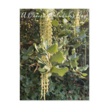 バレンタインデーの花が咲く！ポストカード