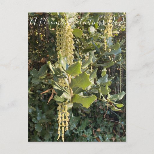 バレンタインデーの花が咲く!ポストカード ポストカード (正面)