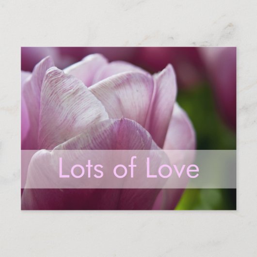 バレンタインデーカード| Valentinskarte Tulpen シーズンポストカード (正面)