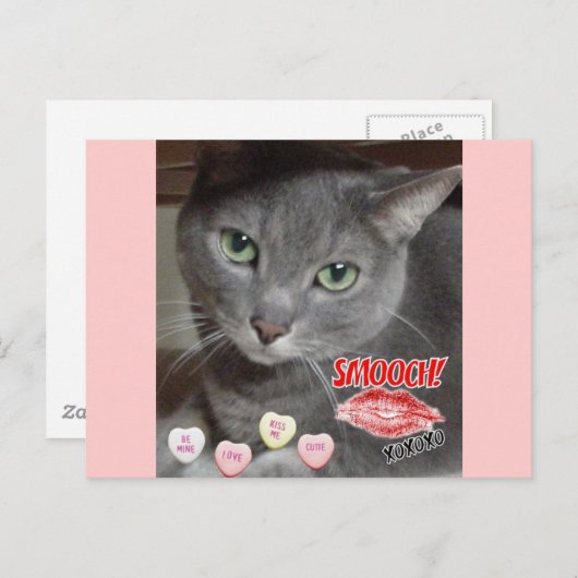 バレンタインデーロシアのブルーグレー猫 シーズンポストカード (正面/裏面)