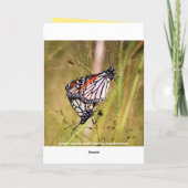 バレンタインデー（昆虫）オオカバマダラ、モナークバタフライペア シーズンカード (裏面)